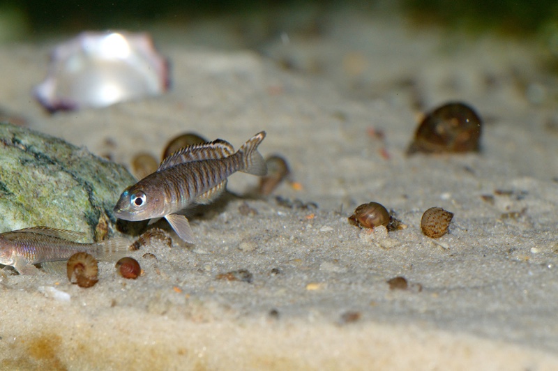 Lamprologus signatus